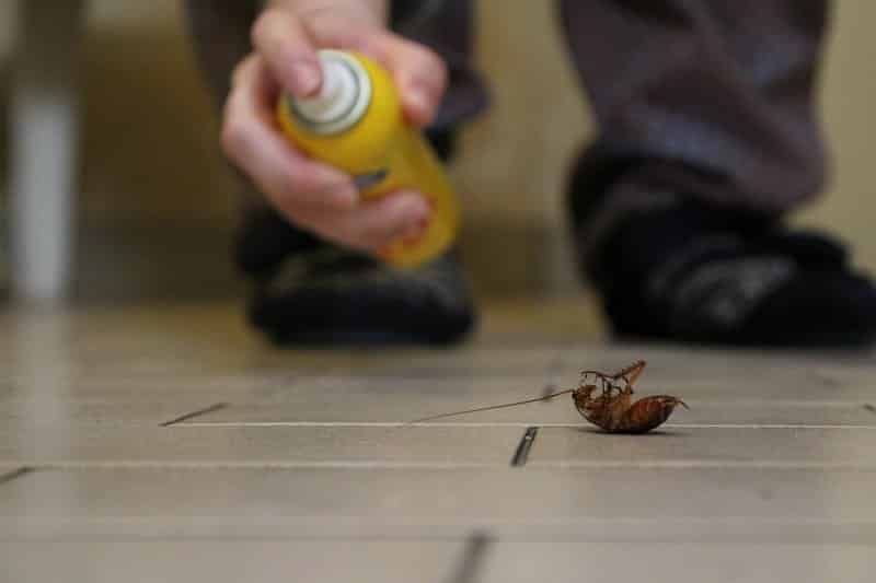cách đuổi côn trùng trong nhà